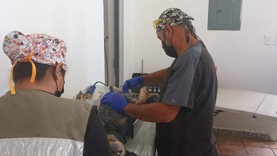 Beneficia Gobierno de Sonora salud de animales con esterilización en jornada gratuita en Bahía de Kino